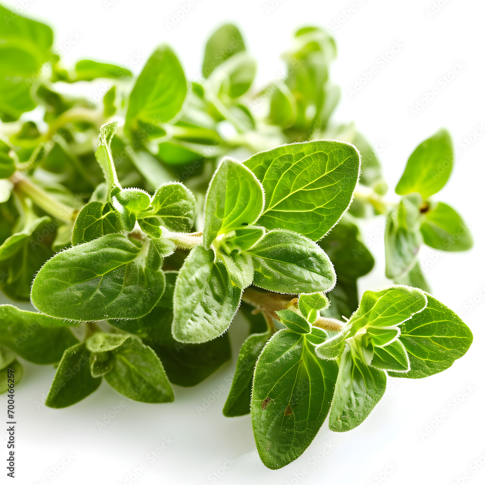 Oregano leaves spices close up on white Oregano leaves spices close up on white