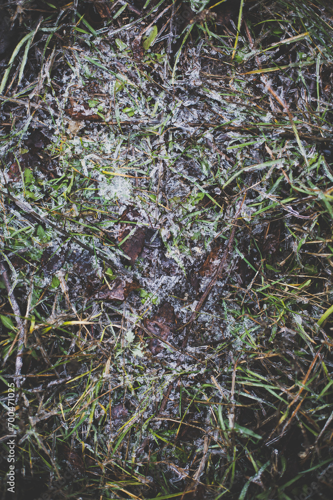 The grass is covered with frost early in the morning, frost on the grass The grass is covered with frost early in the morning, frost on the grass