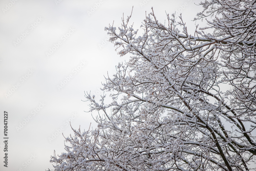 tree branches covered with snow against the background of the natural sky in winter