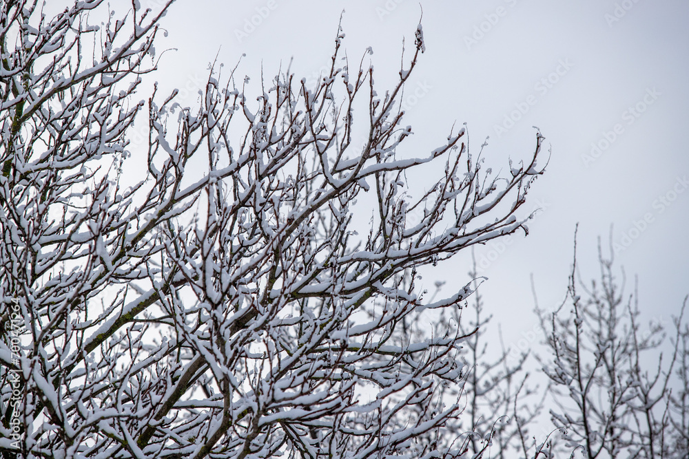 tree branches covered with snow against the background of the natural sky in winter tree branches covered with snow against the background of the natural sky in winter