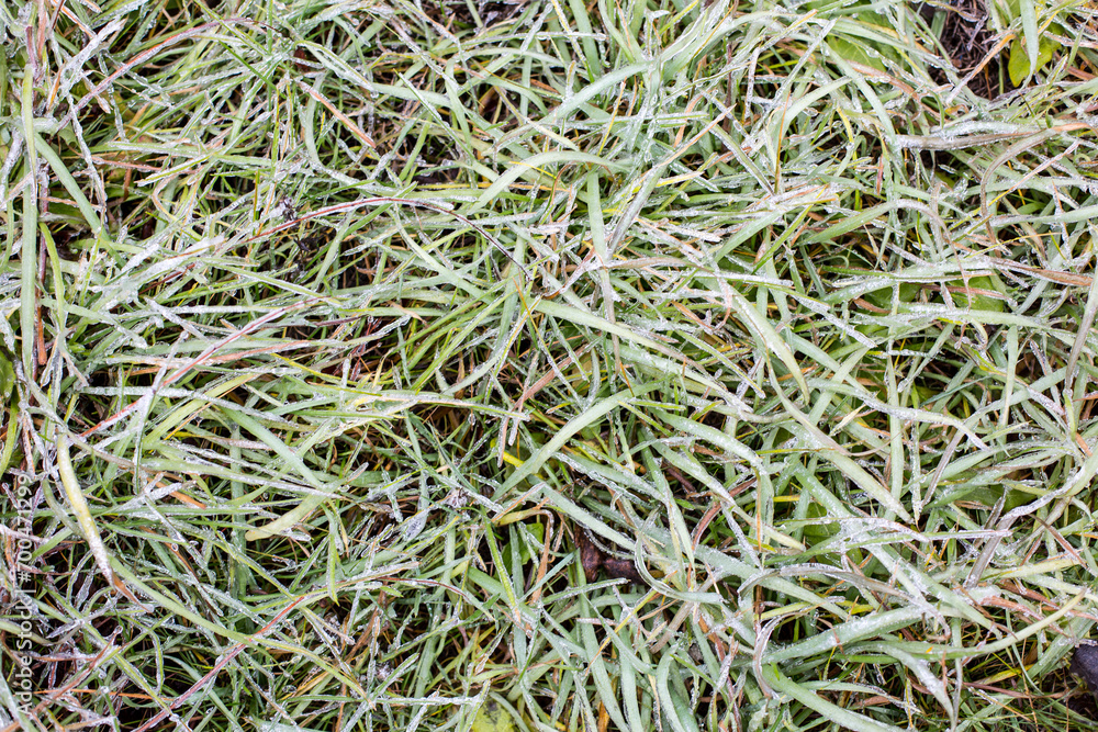 The grass is covered with frost early in the morning, frost on the grass