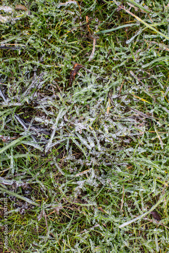 The grass is covered with frost early in the morning, frost on the grass