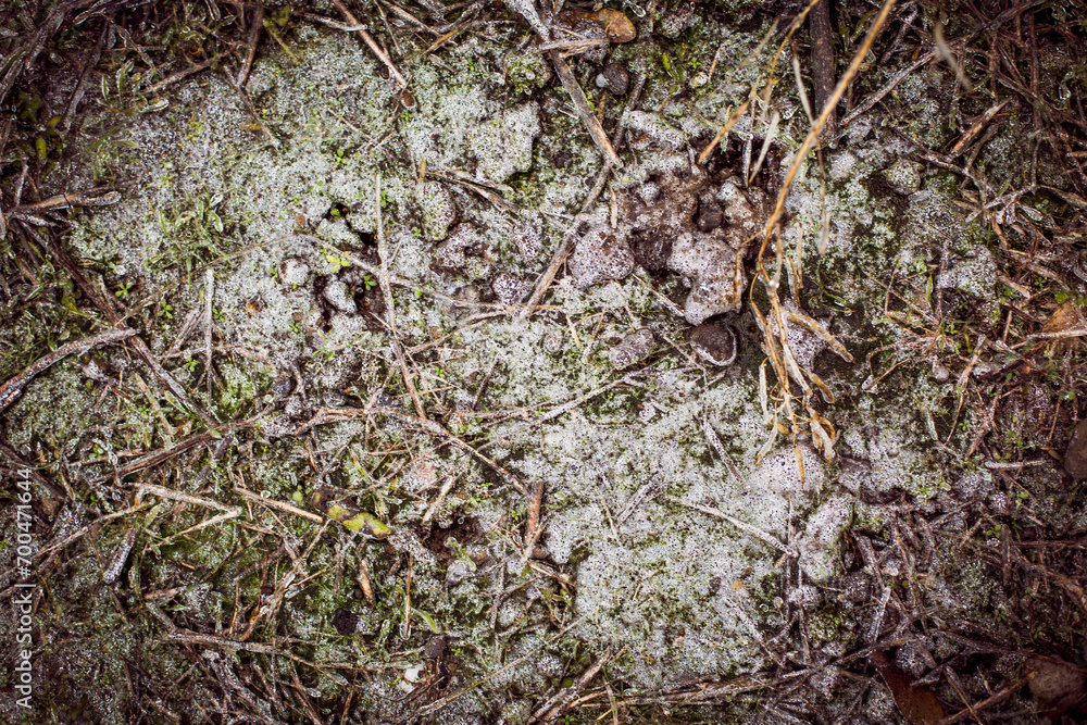 The grass is covered with frost early in the morning, frost on the grass The grass is covered with frost early in the morning, frost on the grass