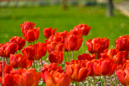 tulipani rossi su prato verde