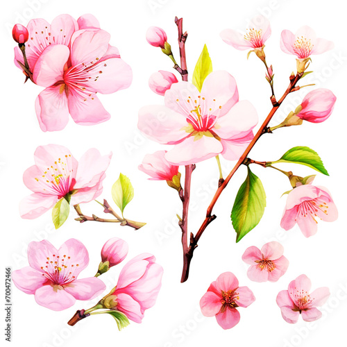 Watercolor Sakura Clipart Collection on a transparent background 