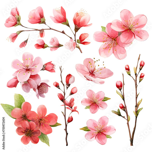 Watercolor Sakura Clipart Collection on a transparent background 