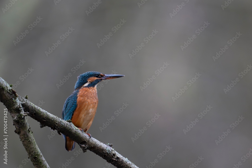 Fototapeta premium kingfisher on branch