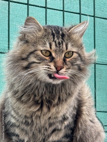 Hairy cat dsticking out its tongue