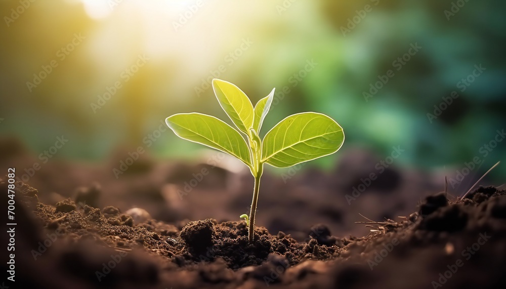 The seedlings grow from fertile soil and the morning sun shines. Green sprouts growing from seeds The seedlings grow from fertile soil and the morning sun shines. Green sprouts growing from seeds