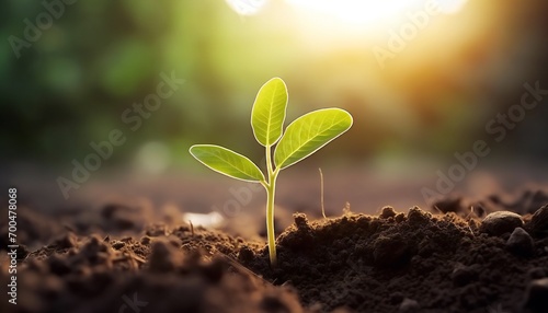 The seedlings grow from fertile soil and the morning sun shines. Green sprouts growing from seeds photo