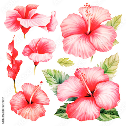 Watercolor red hibiscus flower Clipart Collection on a transparent background 