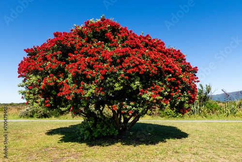 A summer flowering New Zealand Pohutukawa tree photographed against a clear blue sky.