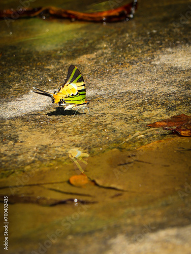 colorful butterfly at rainforest waterfall