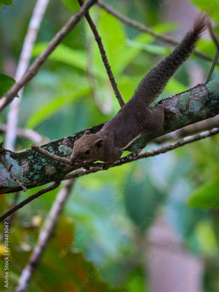 Oriental squirrel on tree branch