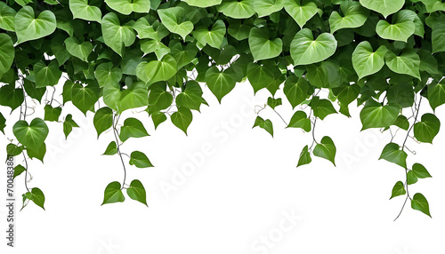 Heart - shape green leaves jungle vine plant bush with twisted vines and tendrils of Obscure morning glory( Ipomoea obscura) climbing vine tropical plant. photo