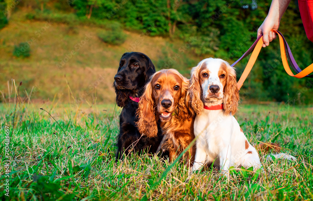 Three English cocker spaniel dogs are sitting on the lawn. The dog is kept by the owner on a leash. My puppies are 10 months old and have black, white, and red fur. Training. The photo is blurry. Three English cocker spaniel dogs are sitting on the lawn. The dog is kept by the owner on a leash. My puppies are 10 months old and have black, white, and red fur. Training. The photo is blurry.