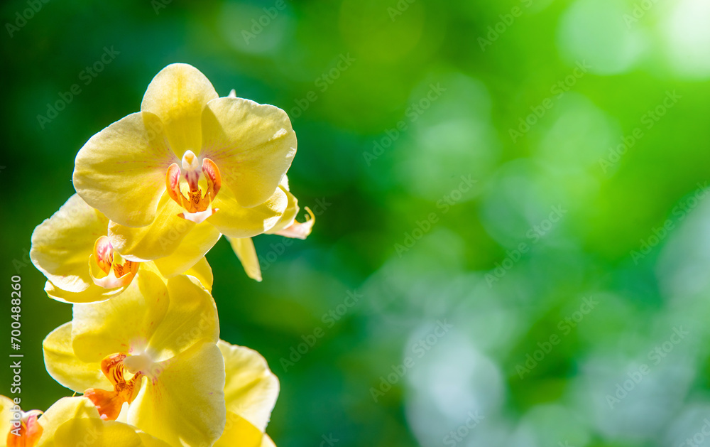 yellow Orchid branch on green natural background
yellow Orchid branch on green natural background