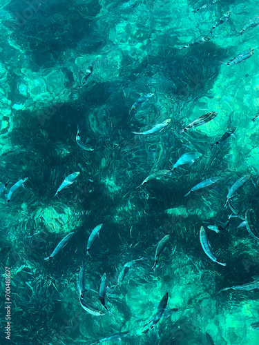 Mediterranean, fish, sea, turquoise
