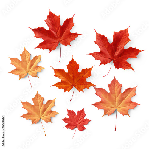 Collection of autumn leaves on isolate transparency background  PNG