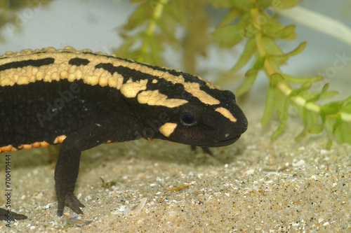 Closeup on an colorful adult of the endagered Laos warty newt, Paramesotriton laoensis