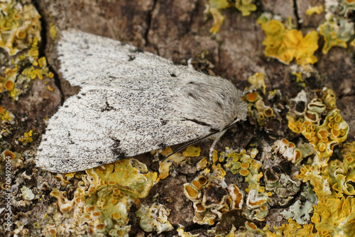 Detailed closeup on a grey , white Miller owlet moth, Acronicta leporina, sitting on a lichen covered piece of wood photo