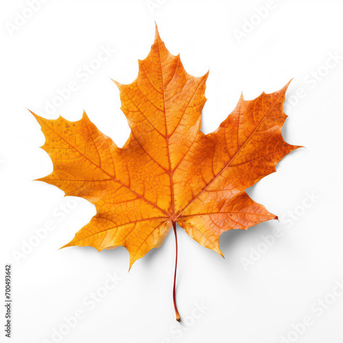 autumn maple leaf on isolate transparency background  PNG