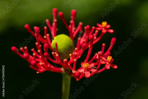 Close up of the tiny flower of the Buddha Belly Plant, Gout Plant, Tartogo scientific name Jatropha podagrica in Kauai, Hawaii, United States.
 photo
