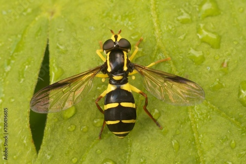 Closeup on the superb ant-hill hovervfly, Xanthogramma pedissequum, sitting on a green leaf