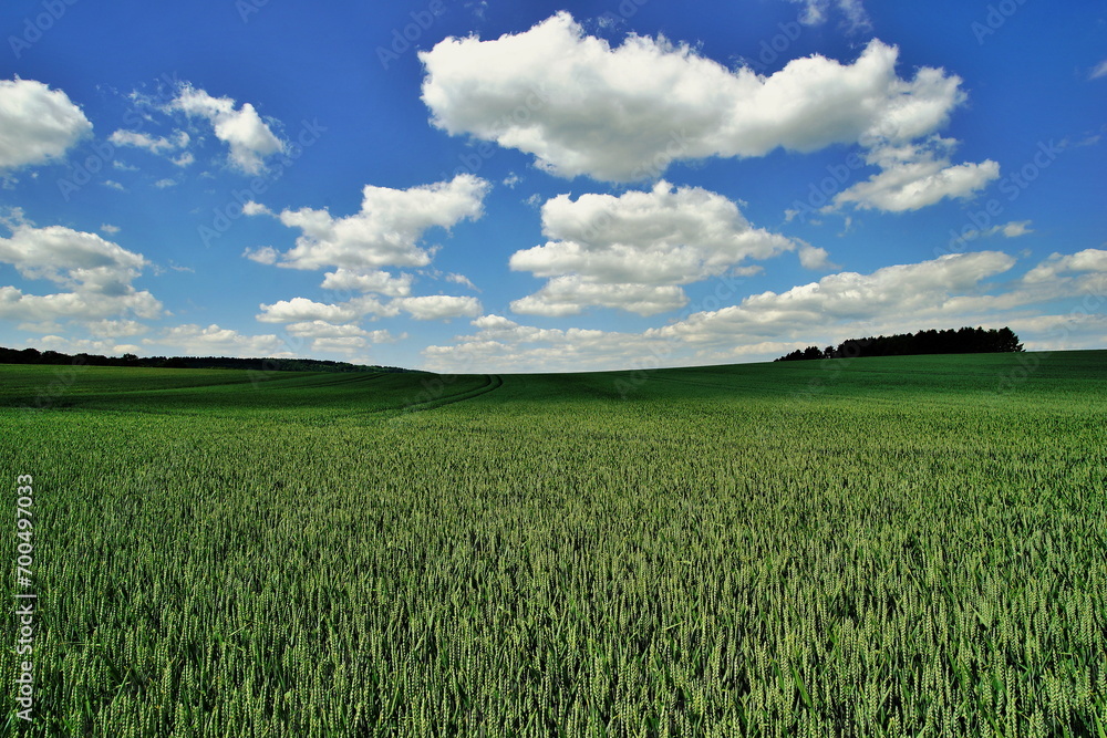 Fototapeta premium agriculture,wheat field,landwirtschaft,weizenfeld