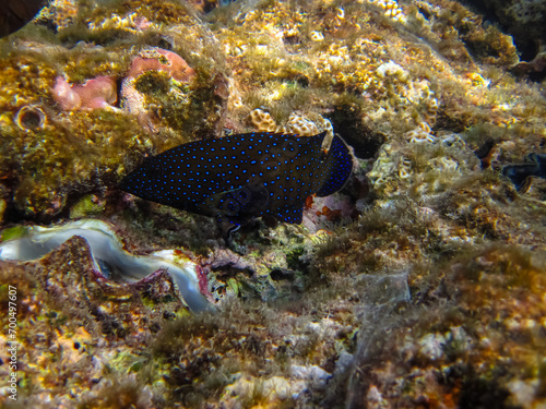 Cephalopholis argusб Peacock garrupa or garrupa-argus in the expanse of the coral reef of the Red Sea