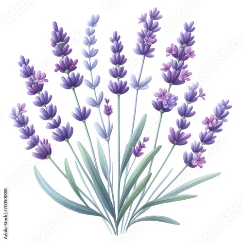 lavender flower plant with leaves watercolor paint on white for greeting card wedding design