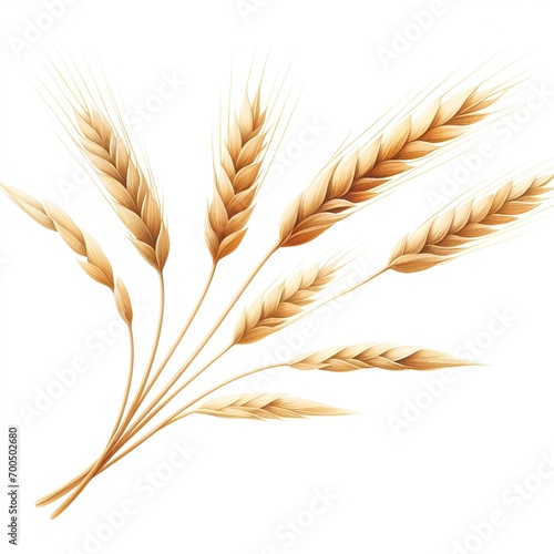 golden wheat ears for summer agriculture harvest card decor