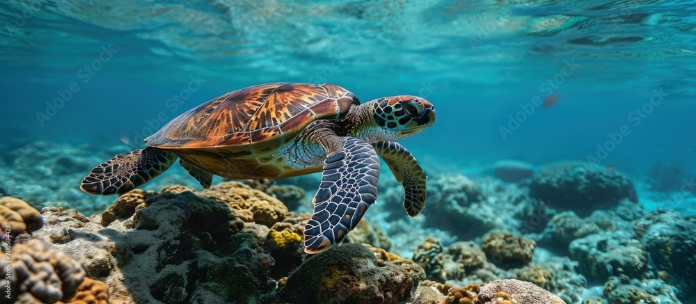 Following a green sea turtle over the coral reef. Creative Banner. Copyspace image Following a green sea turtle over the coral reef. Creative Banner. Copyspace image