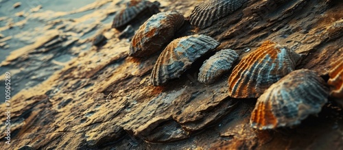 Fossils of brachiopods marine invertebrates from Devonian period embedded in sedimentary rock at Fossil and Prairie Park Preserve Rockford Iowa. Creative Banner. Copyspace image photo