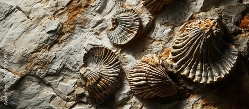 Fossils of brachiopods marine invertebrates from Devonian period embedded in sedimentary rock at Fossil and Prairie Park Preserve Rockford Iowa. Creative Banner. Copyspace image © HN Works