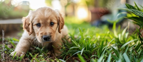 Golden retriever puppy getting ready to poop on green grass in the backyard. Creative Banner. Copyspace image photo