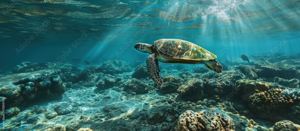 Obraz premium Caribbean Sea scenery with green turtle in Mexico. Creative Banner. Copyspace image