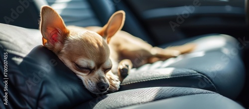 Chihuahua type dog asleep in the front passenger seat of a luxury car. Creative Banner. Copyspace image
