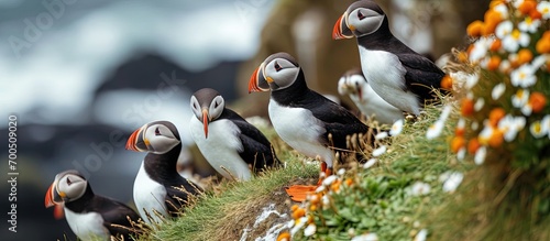A group of 7 puffins meet on the grass at Elliston NL Six seem to be listening while the bossy one in the middle seems to be giving a lecture. Creative Banner. Copyspace image