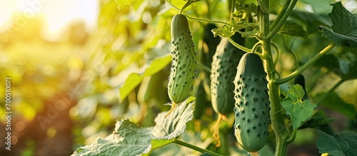 Cucumber on tree in the garden the Bush cucumbers on the trellis Cucumbers vertical planting Growing organic food. Creative Banner. Copyspace image photo
