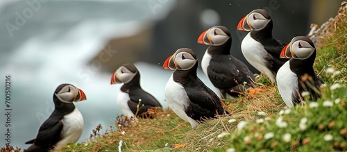 A group of 7 puffins meet on the grass at Elliston NL Six seem to be listening while the bossy one in the middle seems to be giving a lecture. Creative Banner. Copyspace image