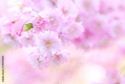 枝垂れ桜の花のクローズアップ © つーたん