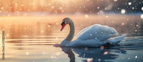 Fototapeta Naklejka Na Ścianę i Meble -  Alone white swan swim in the winter lake water in sunrise time Snow falling Animal photography. Creative Banner. Copyspace image