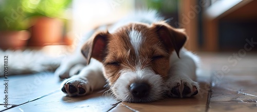 Little puppy jack russell terrier sleeping at home Cut small dog lying in bed. Creative Banner. Copyspace image
