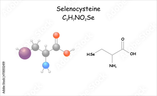 Selenocysteine. Stylized molecule model and structural formula.