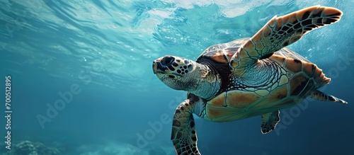 Green sea turtle in blue sea water tropical tortoise swimming underwater. Creative Banner. Copyspace image © HN Works