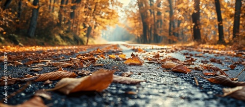 Asphalt road with fallen leaves inl autumn forest Focus on foreground. Creative Banner. Copyspace image photo