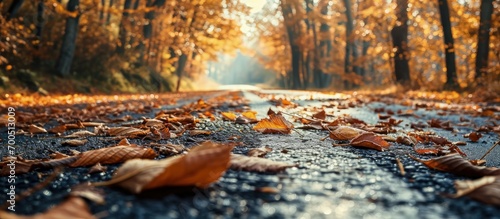 Asphalt road with fallen leaves inl autumn forest Focus on foreground. Creative Banner. Copyspace image