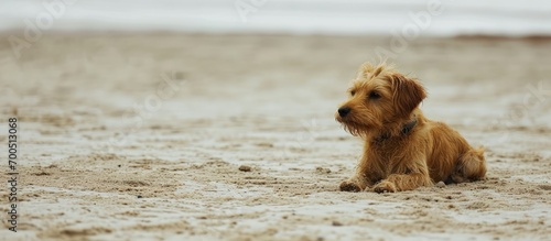 Dog cocker at the beach England Minimalist photo. Creative Banner. Copyspace image photo
