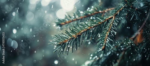 Close up of rain drops on a pine tree branch Blurred background Moody atmosphere of a rainy day. Creative Banner. Copyspace image photo